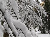 03 Rami già carichi di neve